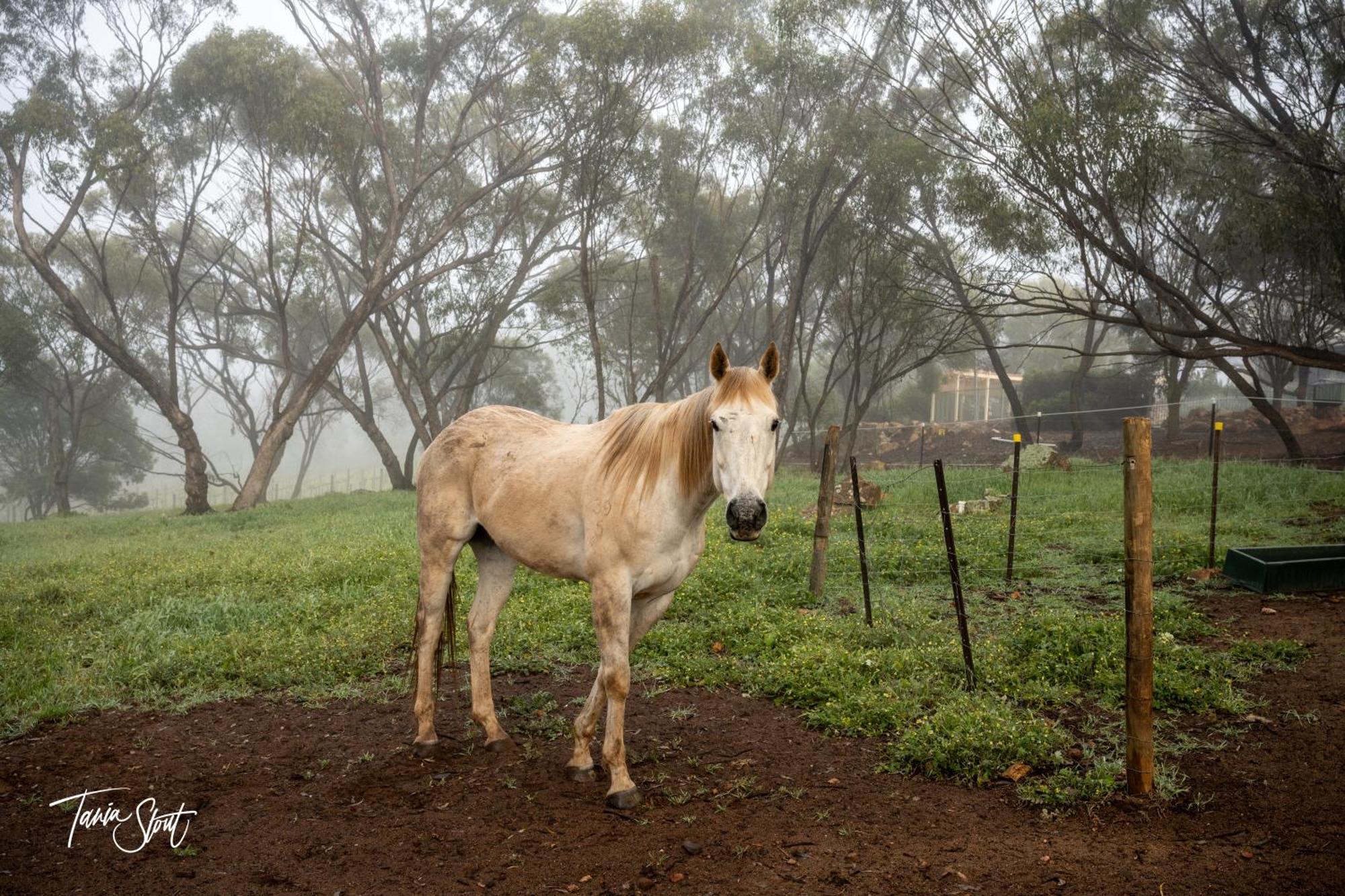 Pecan Hill Bnb Toodyay Eksteriør billede